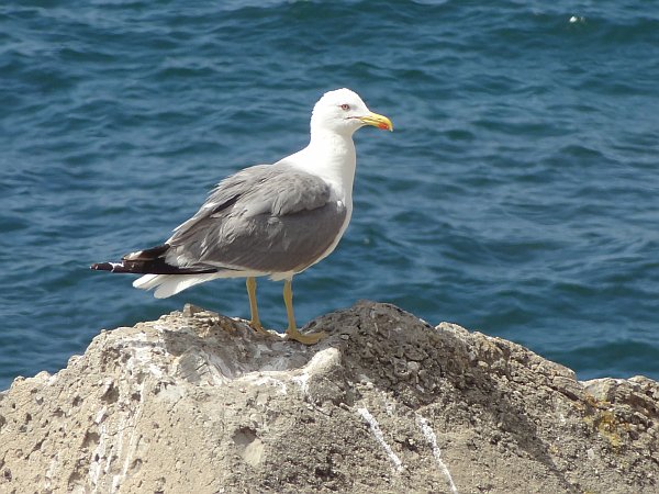Sea gull at Cadiz sea front