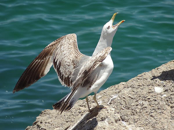 Seagull at Cadiz sea front