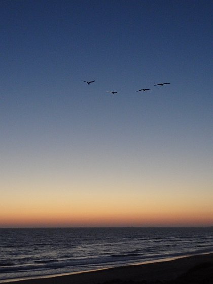 Seagulls flying north after sunset