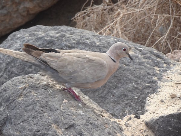 Wild pigeon at Costa Calma beach