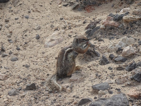 Chipmunk at Costa Calma beach