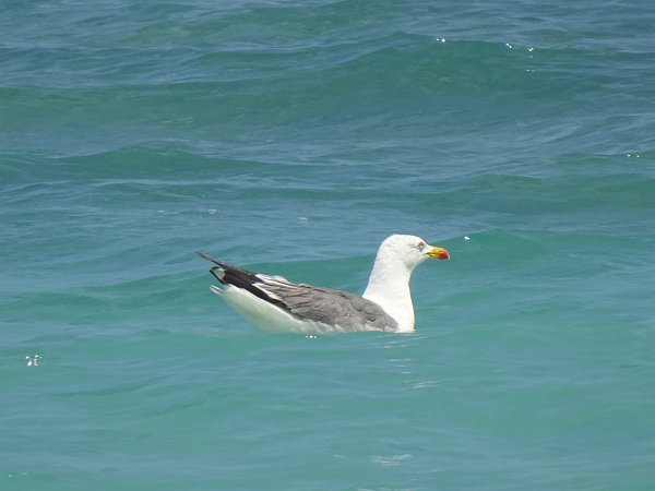 Seagull floating in ocean