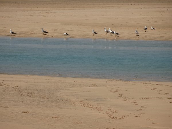 Group of seagulls at Sotavento lagoon at low tide