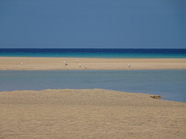 Group of seagulls at Sotavento lagoon at low tide