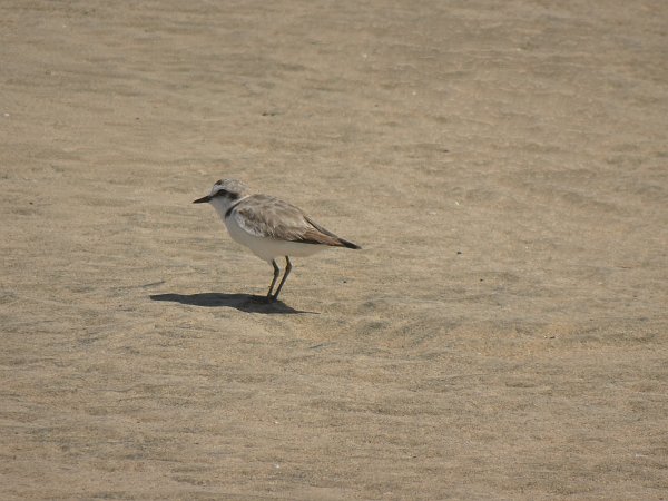 Sandpiper at Sotavento lagoon at low tide