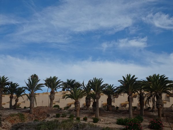 Palm trees near Crystal Beach hotel