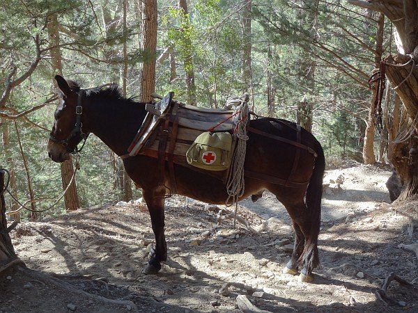 Donkey 'ambulance'