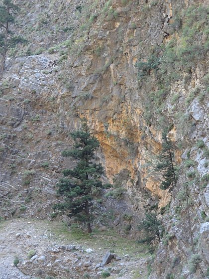 Pine tree at foot of canyon wall