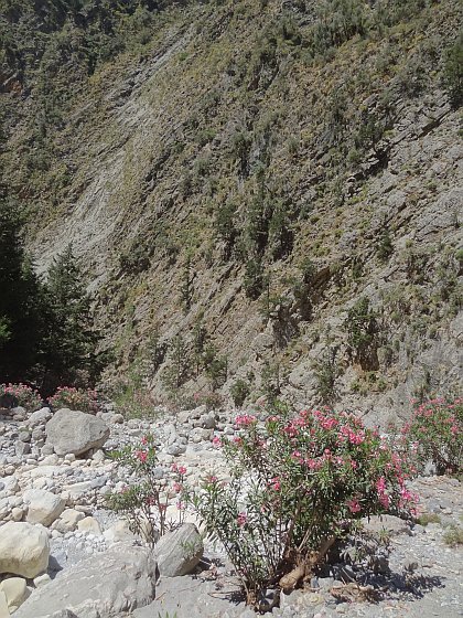 Flowering bush