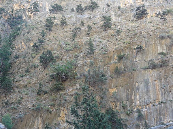 Small trees in cliff face