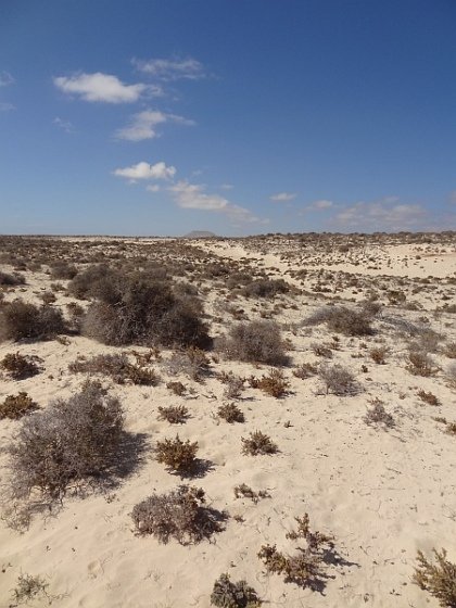 Sand dunes near Corralejo<