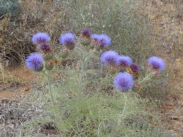 Thistles in Betancuria Mountains