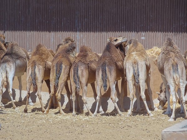 Dromedars in Oasis Park zoo