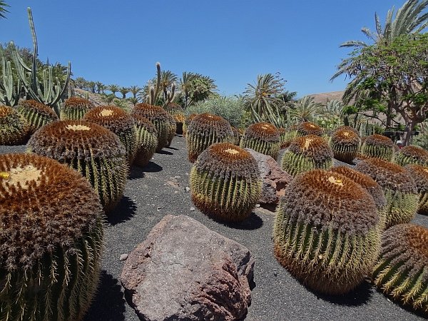 Cacti in Osais Park botanical gardens