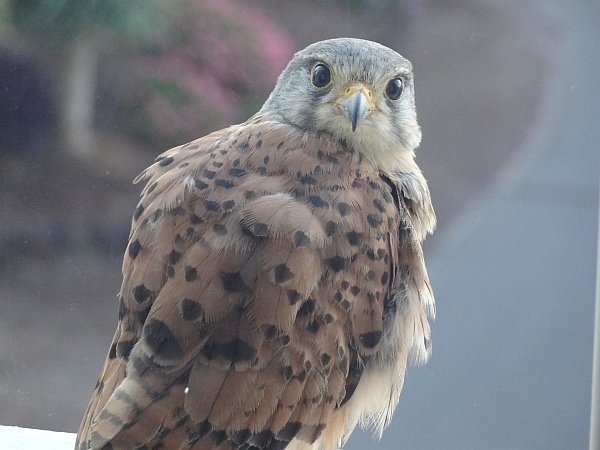 Young kestrel at hotel window at Las Playitas resort