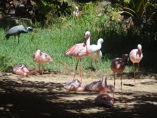 Flamingos at Oasis Park