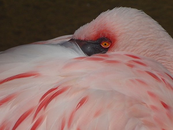 Flamingo close-up
