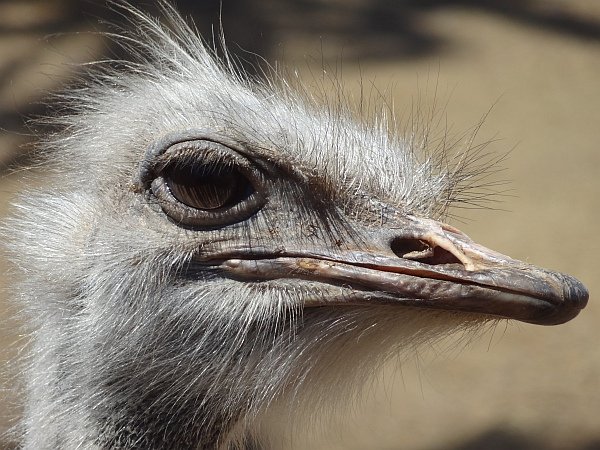 Emu close-up