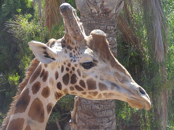 Giraffe at Oasis Park