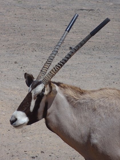 Oryx antelope