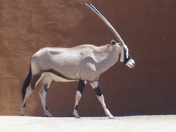 Another Oryx antelope
