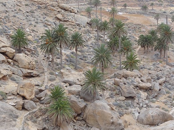 Palm trees at exit of Las Penitas ravine