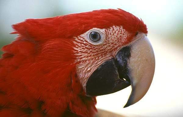 Young Scarlet Macaw, Tropical Birdland, Desford (Leicestershire)