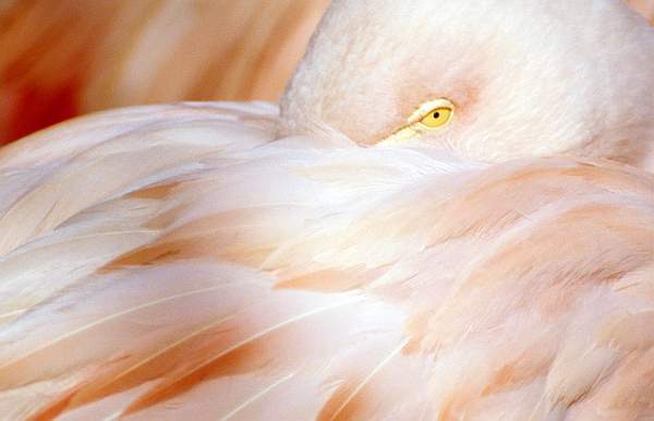 Flamingo, Twycross Zoo, Leicestershire