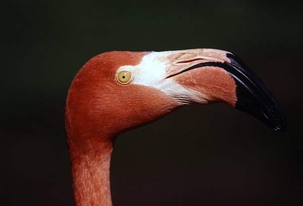 Flamingo at Twycross Zoo, Leicestershire