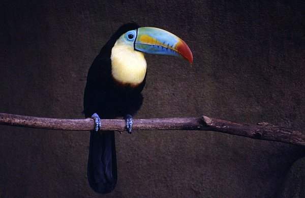 Tucan (Toucan), Tropical Birdland, Desford, Leicestershire