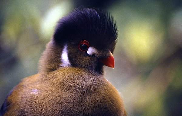 Exotic Bird at Tropical Birdland, Desford, Leicestershire