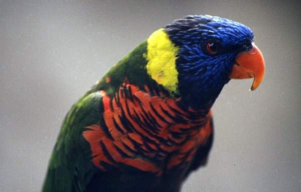 Parrot at Tropical Birdland, Desford, Leicestershire