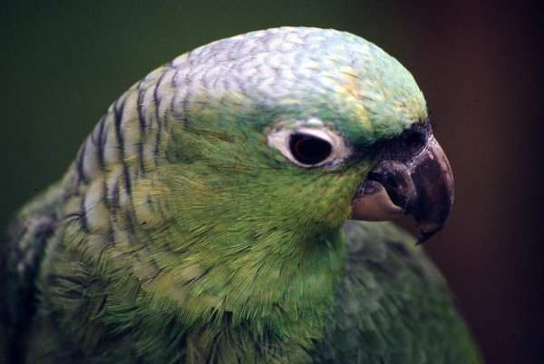 Green Parrot at Tropical Birdland, Desford, Leicestershire