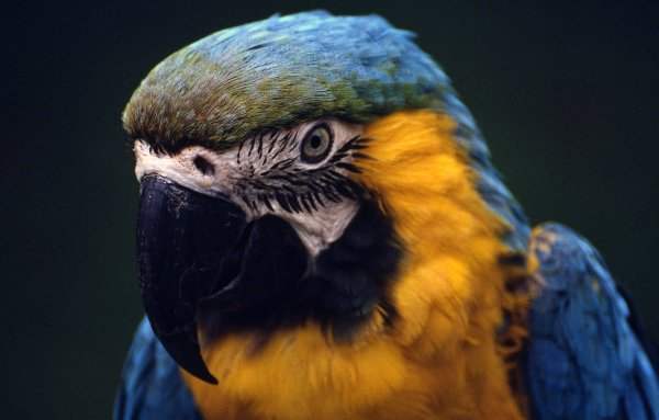 Blue and Gold Macaw at Tropical Birdland, Desford, Leicestershire