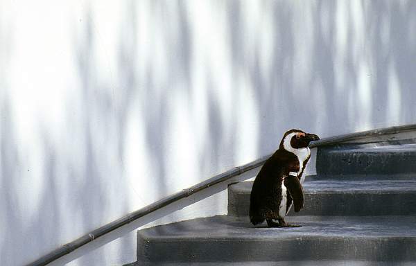 Penguin at London Zoo