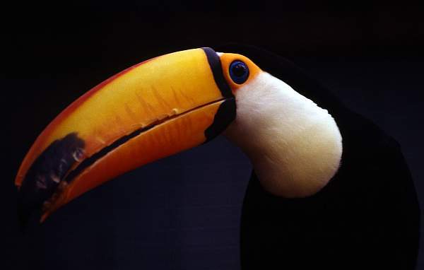 Tucan (Toucan), Tropical Birdland, Desford, Leicestershire
