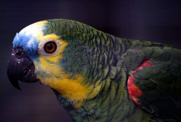 Blue Fronted Amazona Parrot, Tropical Birdland, Desford (Leicestershire)