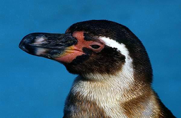 Penguin, Twycross Zoo, Leicestershire