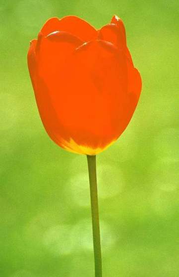 Red Tulip, Victoria Park, Leicester