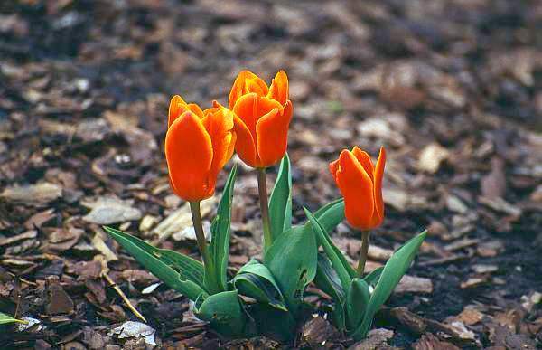 Tulips, Abbey Park, Leicester