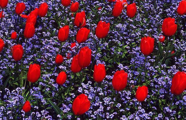 Tulips and Forgetmenots, De Montfort Hall Garden, Leicester