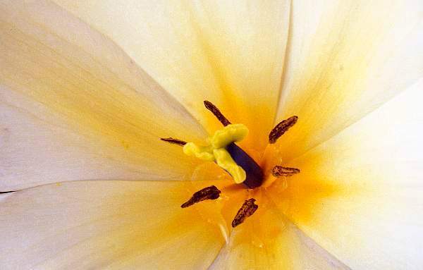 Tulip Close-Up, De Montfort Hall Garden, Leicester