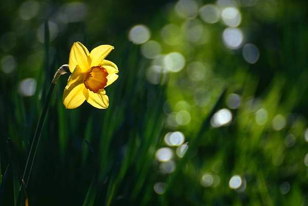 Daffodil, Castle Park, Leicester