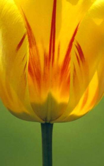 Yellow Tulip, De Montfort Hall Garden, Leicester