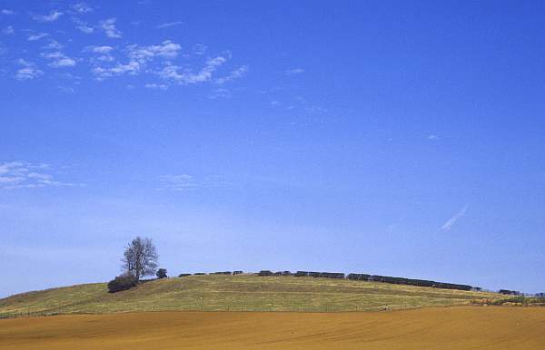 Landscape with Tree, near Billesdon, Leicestershire