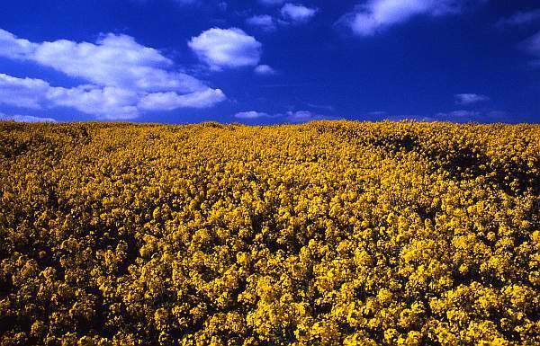 Rapeseed Field, Leicestershire