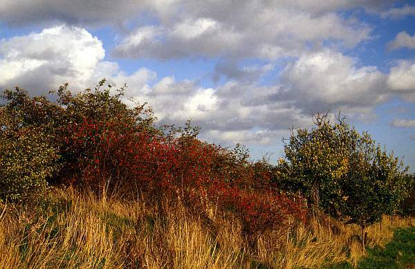 Roadside Shrubs in Autumn, near Melton Mowbray, Leicestershire