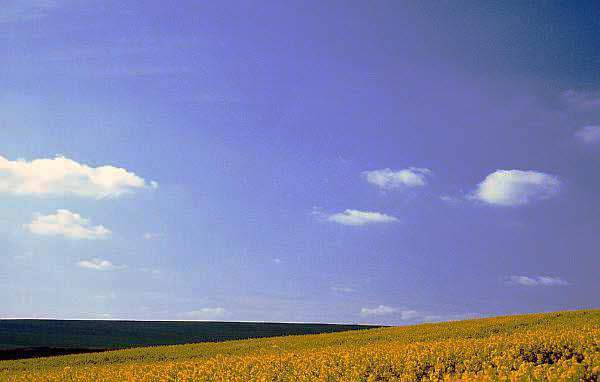 Colourful Fields in Spring, Leicestershire
