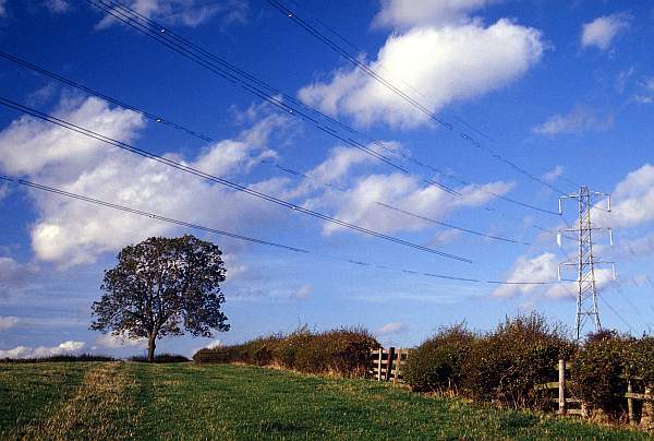 Landscape with Tree and Electricity Line, near Melton Mowbray, Leicestershire