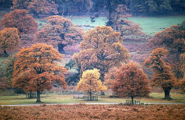 Autumnal Trees, Bradgate Park, Leicestershire